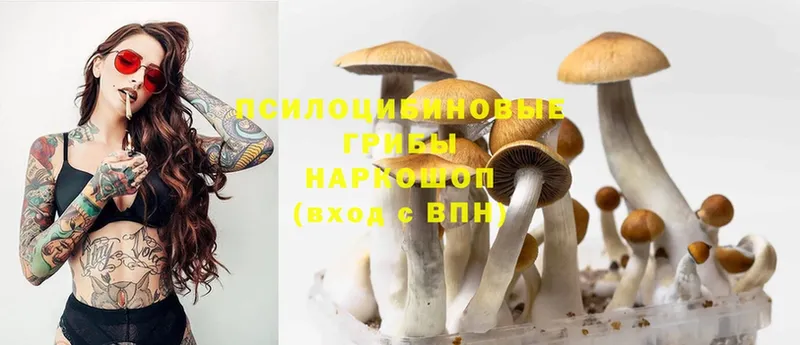 Псилоцибиновые грибы Psilocybine cubensis  Поворино 